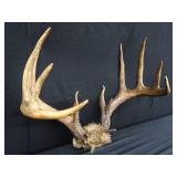 15 PT. DEER ANTLERS