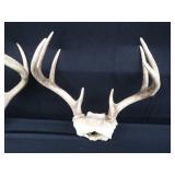 2 SETS OF ANTLERS