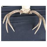2 SETS OF ANTLERS