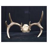 2 SETS OF ANTLERS