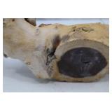 Natural Wood Burl Accent Piece - Organic 16 Inch