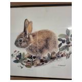 Set of 3 Framed Wildlife Art Prints by Willi Waschkuhn - Raccoon, Cottontail, Red Fox