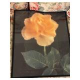 Framed Art Set featuring Carrot Illustration and Yellow Rose Photograph