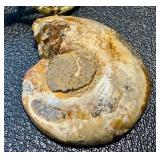 Genuine Ammonite Fossil Pendant Necklace with Cord