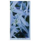 Framed Floral Art Print 