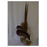 Wood Duck
