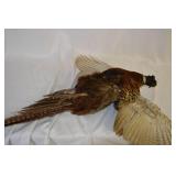 Pheasant