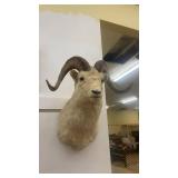 Taxidermy Dall Sheep Ram Wall Mount