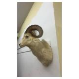 Taxidermy Dall Sheep Ram Wall Mount