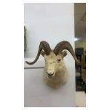 Taxidermy Dall Sheep Ram Wall Mount