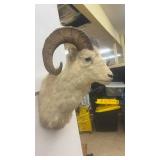 Taxidermy Dall Sheep Ram Wall Mount