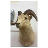 Taxidermy Dall Sheep Ram Wall Mount