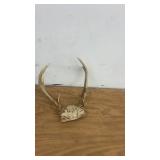 Set of 2 Deer Antler Mounts