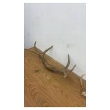 Set of 2 Deer Antler Mounts