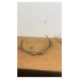 Set of 2 Deer Antler Mounts