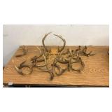 Collection of Deer Antler Sheds