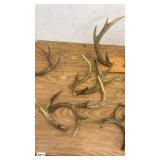 Collection of Deer Antler Sheds