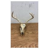 Whitetail Deer Skull with Antlers