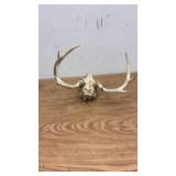 Whitetail Deer Skull with Antlers