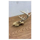 Whitetail Deer Skull with Antlers