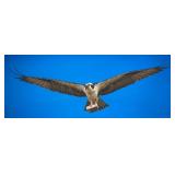 O - Framed Osprey Print Wildlife Photography