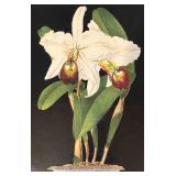 MB - Framed Orchid Botanical Print