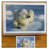 LR - Signed Daniel J. Cox Polar Bear Photographic Print with Postcard