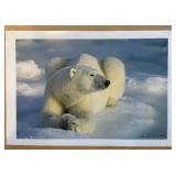 LR - Signed Daniel J. Cox Polar Bear Photographic Print with Postcard
