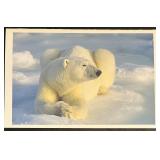 LR - Signed Daniel J. Cox Polar Bear Photographic Print with Postcard