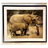 MBR - Framed Elephant and Calf Wildlife Photograph