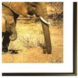 MBR - Framed Elephant and Calf Wildlife Photograph