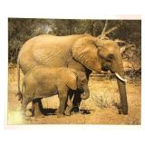 MBR - Framed Elephant and Calf Wildlife Photograph