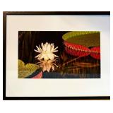LR - Framed Art Print of Water Lily and Lotus Pads