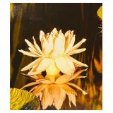 LR - Framed Art Print of Water Lily and Lotus Pads