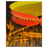 LR - Framed Art Print of Water Lily and Lotus Pads