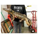 Genuine Taxidermy Juvenile Alligator or Crocodile