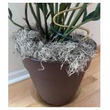 LR - ZZ Plant in Decorative Pot