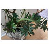 LR - ZZ Plant in Decorative Pot