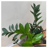 LR - ZZ Plant in Decorative Pot