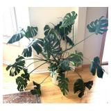 LR - Large Monstera Deliciosa in Decorative White Planter
