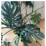 LR - Large Monstera Deliciosa in Decorative White Planter