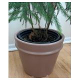 LR - Norfolk Island Pine in Pot