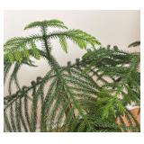 LR - Norfolk Island Pine in Pot