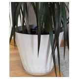 LR - Live Dracaena Marginata Plant in White Pot