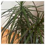 LR - Live Dracaena Marginata Plant in White Pot