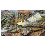 Mossey Oak Pants (Large) and Gamehide Repellant Cargo Pants(2x)