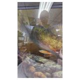 Mark Susinno Print as Pictured