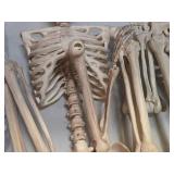 Lot of (2) Pose-N-Stay Antique Skeleton