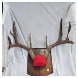 Nice 9 Point Buck Rack Mount, shot in 1982