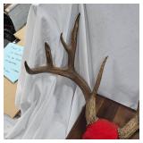 Nice 9 Point Buck Rack Mount, shot in 1982